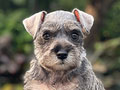 For Sale Puppy Female Miniature Schnauzer