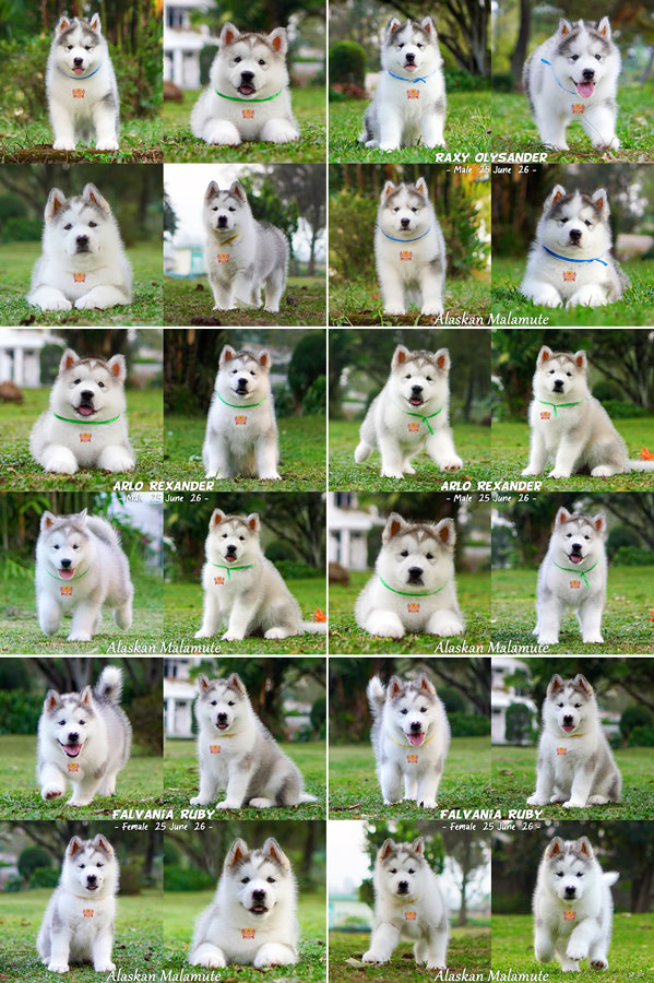 Jual Bayi Anjing Raksasa Alaskan Malamute