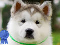 Jual Bayi Anjing Raksasa Alaskan Malamute