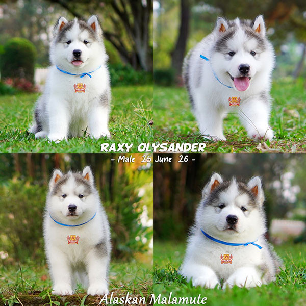 Jual Bayi Anjing Raksasa Alaskan Malamute