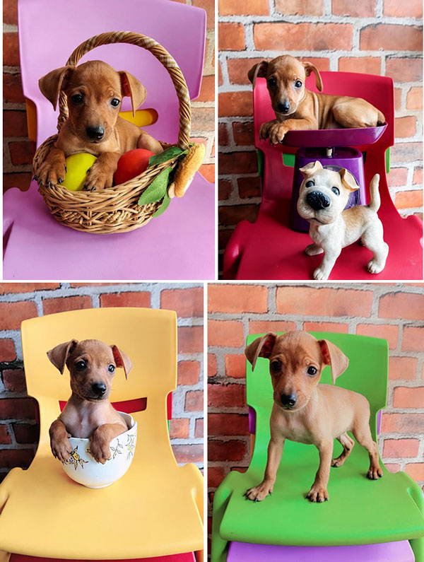 Dijual Miniature Pinscher Puppies