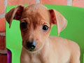 Dijual Miniature Pinscher Puppies
