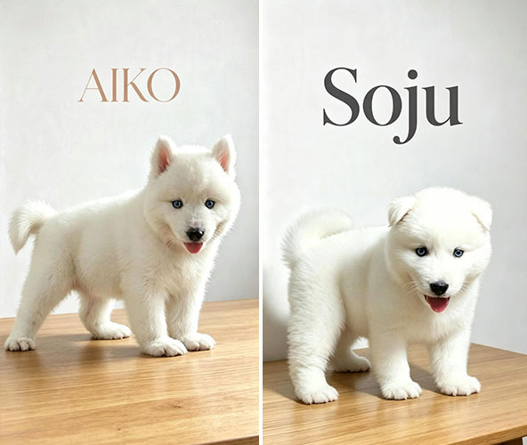 Dijual Siberian Husky All White Jantan