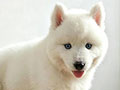 Dijual Siberian Husky All White Jantan