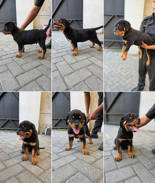 Jual Rottweiler Puppy