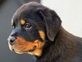 Jual Rottweiler Puppy