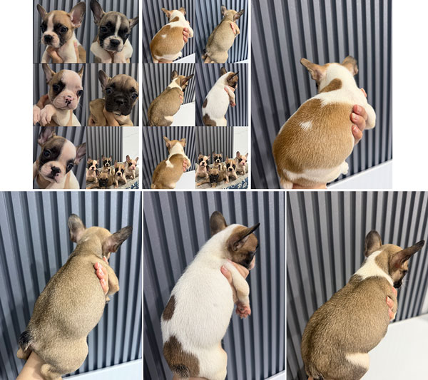 Jual French Bulldog Bloodline Import