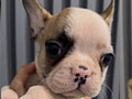 Jual French Bulldog Bloodline Import