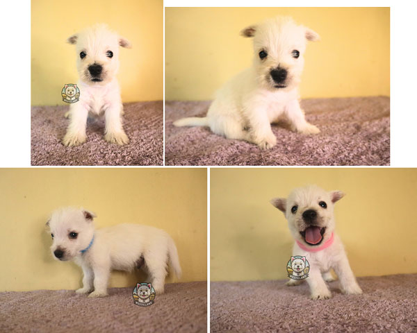 For Sale Puppy Male And Female West Highland White Terrier