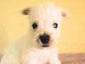 For Sale Puppy Male And Female West Highland White Terrier