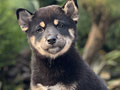 For Sale Puppy Male Female Shiba Inu