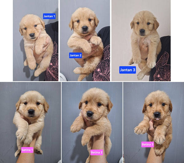 Puppy Golden Siap Mencari Keluarga Baru