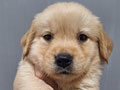 Puppy Golden Siap Mencari Keluarga Baru