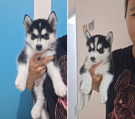 Siberian Husky Lucu & Menggemaskan