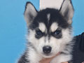 Siberian Husky Lucu & Menggemaskan