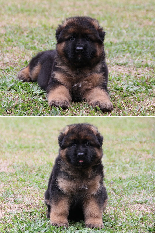 Jual 1 Ekor Puppy Herder Jantan Long Hair Kualitas Bagus