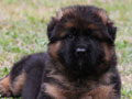 Jual 1 Ekor Puppy Herder Jantan Long Hair Kualitas Bagus