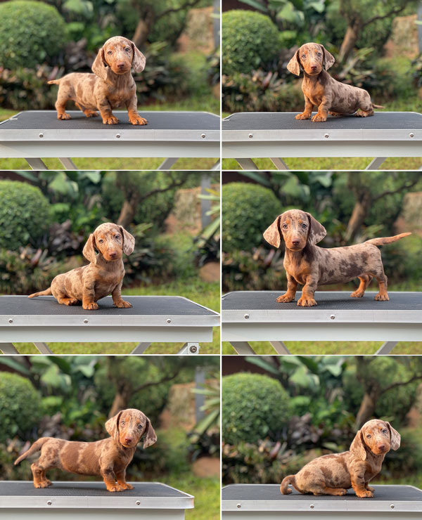 For Sale Puppy Male Female Miniature Dapple Dachshund