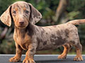For Sale Puppy Male Female Miniature Dapple Dachshund