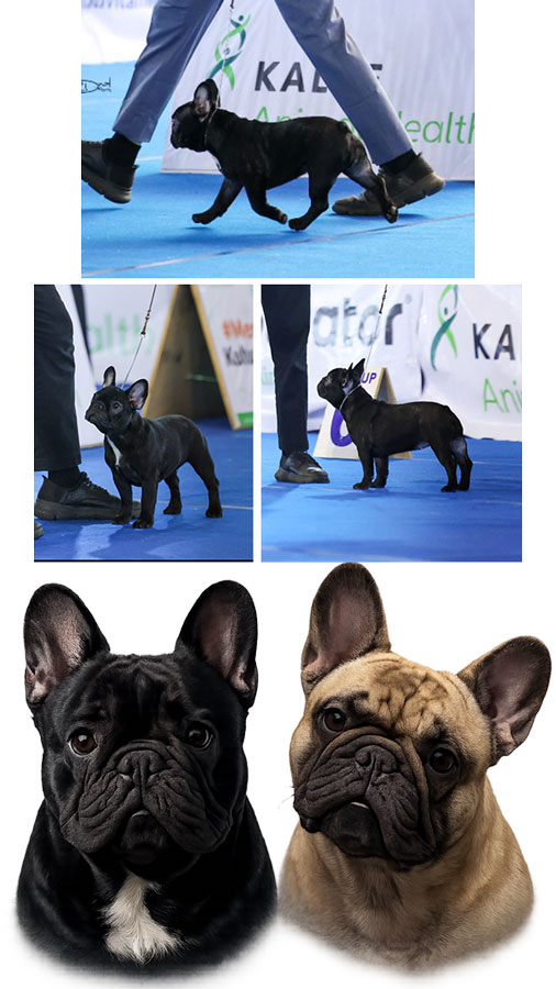Jual Anak Anjing French Bulldog Berkualitas