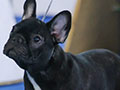 Jual Anak Anjing French Bulldog Berkualitas