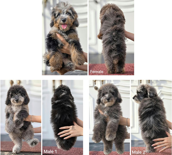 Jual Anjing Poodle Merle Jantan & Betina