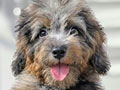 Jual Anjing Poodle Merle Jantan & Betina