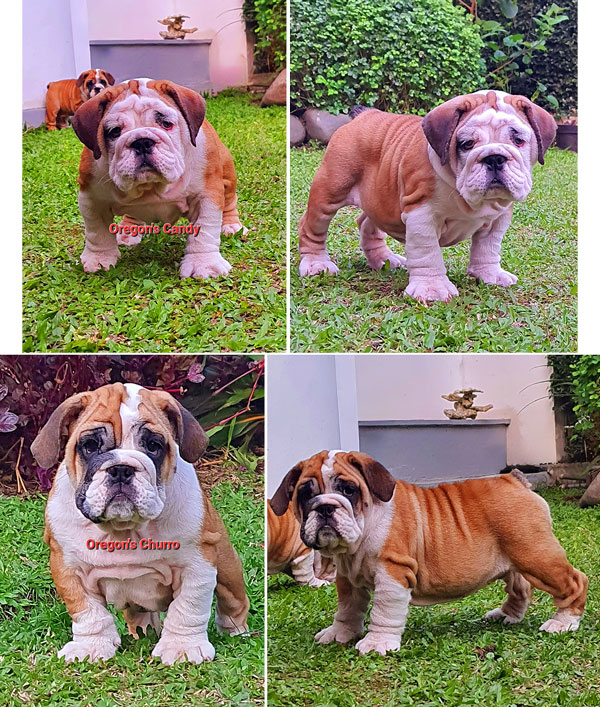 Dijual Anakan English Bulldog Kualitas Premium Terbaik