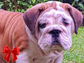 Dijual Anakan English Bulldog Kualitas Premium Terbaik