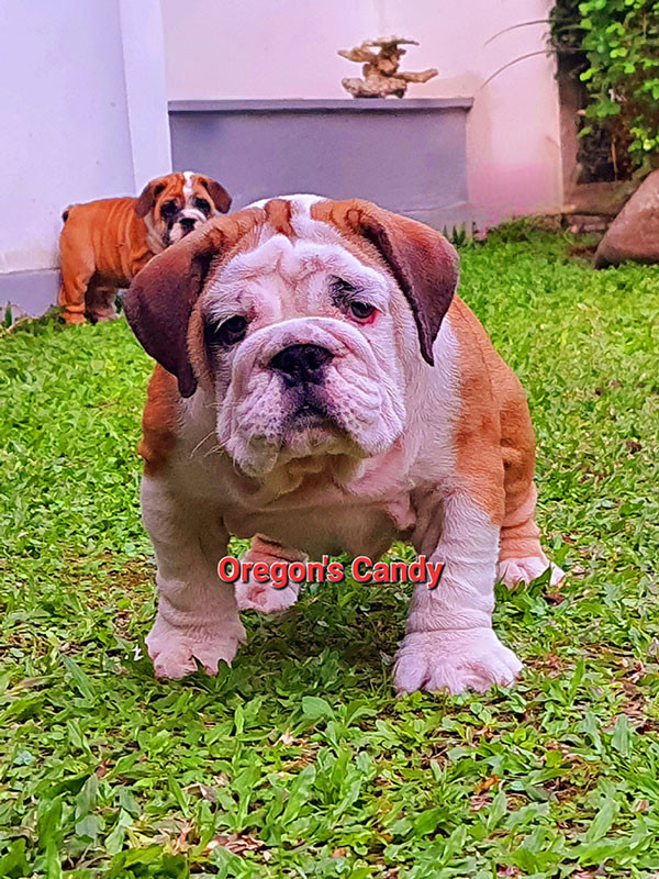 Dijual Anakan English Bulldog Kualitas Premium Terbaik