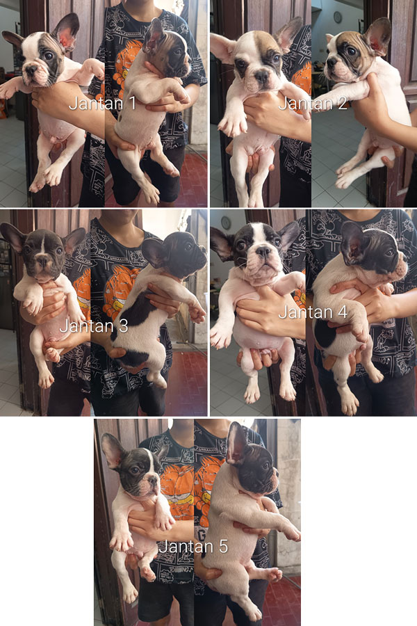 French Bulldog Puppy All Jantan Warna Pied Istimewa