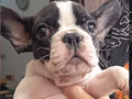 French Bulldog Puppy All Jantan Warna Pied Istimewa