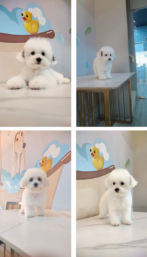 Dijual 2 Ekor Poodle Harga Ga Pake Mahal