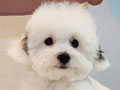 Dijual 2 Ekor Poodle Harga Ga Pake Mahal