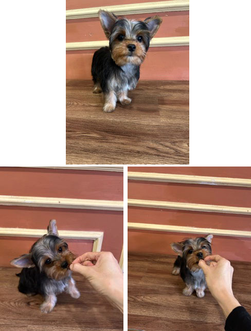 Dijual 1 Ekor Yorkshire Terrier Harga Ramah Kantong