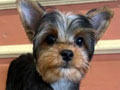 Dijual 1 Ekor Yorkshire Terrier Harga Ramah Kantong