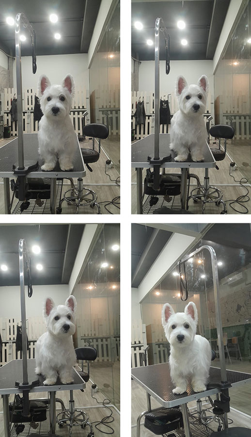 Dijual 1 Ekor Jantan Westie Terrier Harga Bersahabat