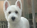 Dijual 1 Ekor Jantan Westie Terrier Harga Bersahabat