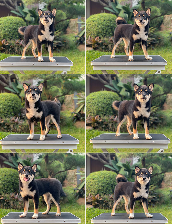 For Sale Puppy Female Shiba Inu