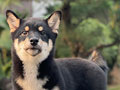 For Sale Puppy Female Shiba Inu