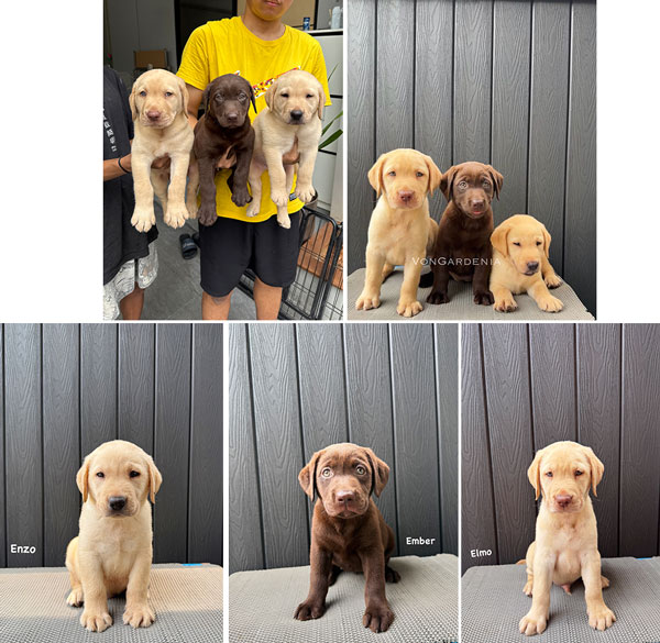 Dijual Anjing Labrador Retriever Yellow & Choco
