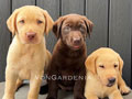 Dijual Anjing Labrador Retriever Yellow & Choco