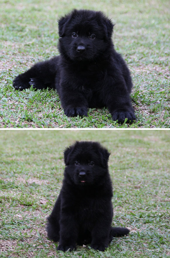 Dijual 1 Ekor Puppy Herder All Black Betina Long Hair Kualitas Bagus
