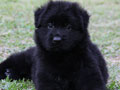 Dijual 1 Ekor Puppy Herder All Black Betina Long Hair Kualitas Bagus