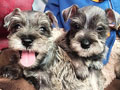 Dijual Salt & Pepper Miniature Schnauzer Bloodline Ina Champion MurMer
