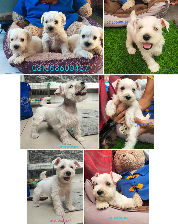Dijual Cute Puppy White Miniature Schnauzer Berkualitas Stambum Vaksin