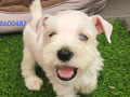 Dijual Cute Puppy White Miniature Schnauzer Berkualitas Stambum Vaksin