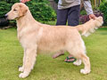 Show Prospect Female Golden Retriever