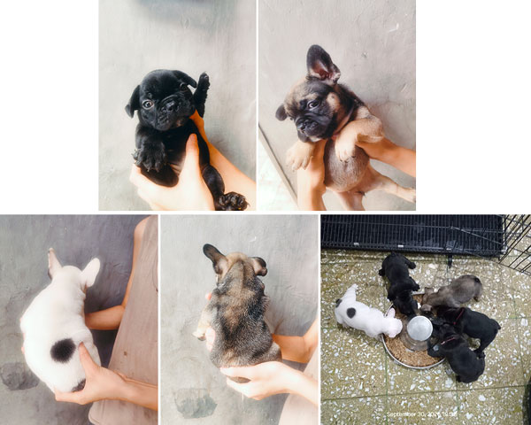 French Bulldog Puppies For Sale