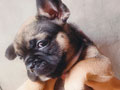 French Bulldog Puppies For Sale